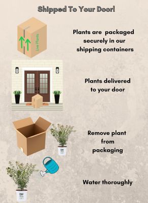Image showing 7 th Proven Winners 2 Gal. Metamorphosa Japanese Maple Tree