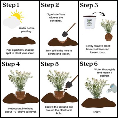 Image showing 8 th Proven Winners 2 Gal. Metamorphosa Japanese Maple Tree