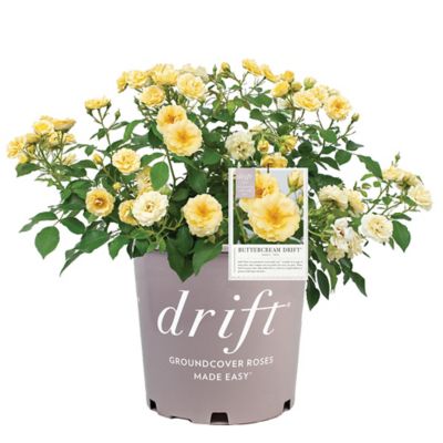 Drift 2 Gal. The Buttercream Rose Plant