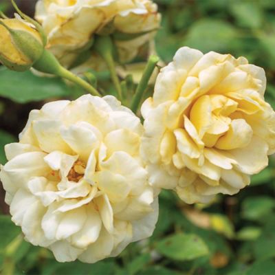 Image showing  2 Gal. The Buttercream Rose Plant