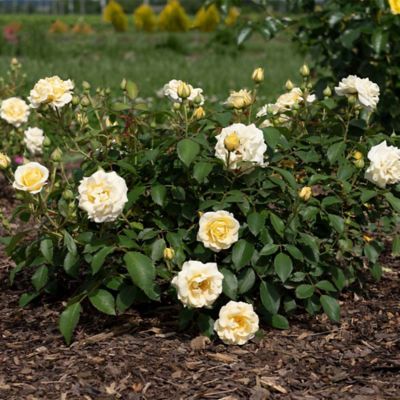 Image showing  2 Gal. The Buttercream Rose Plant