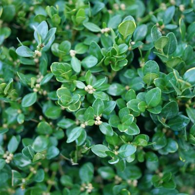 Image showing  1 gal. Neatball Boxwood Shrub