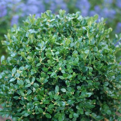 Image showing  1 gal. Neatball Boxwood Shrub
