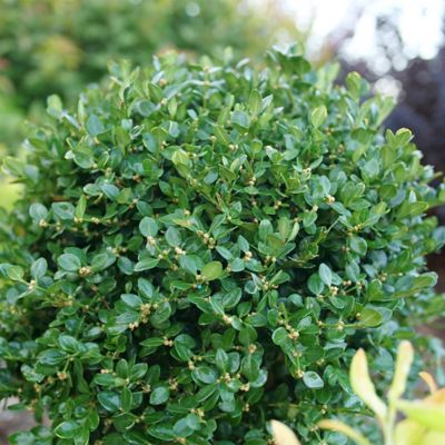 Image showing  1 gal. Neatball Boxwood Shrub