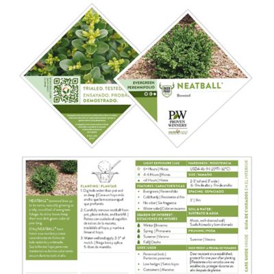 Image showing  1 gal. Neatball Boxwood Shrub