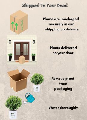 Image showing 6 th Proven Winners 1 gal. Neatball Boxwood Shrub
