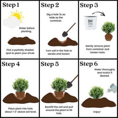 Image showing 7 th Proven Winners 1 gal. Neatball Boxwood Shrub