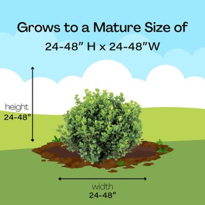 Image showing 8 th Proven Winners 1 gal. Neatball Boxwood Shrub