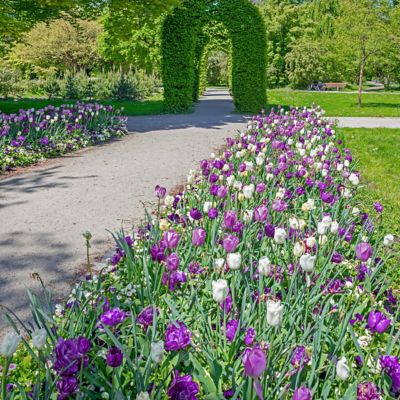 Image showing  Tulip Color Blend Mix Bulbs (50-Pack)