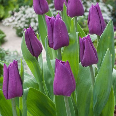 Image showing  Tulip Color Blend Mix Bulbs (50-Pack)