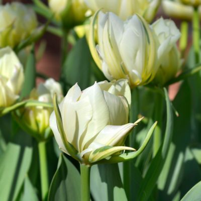 Image showing  Tulip Color Blend Mix Bulbs (50-Pack)