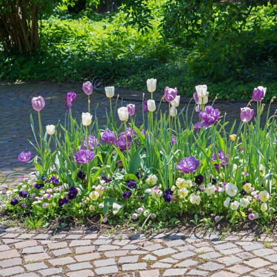 Image showing  Tulip Color Blend Mix Bulbs (50-Pack)