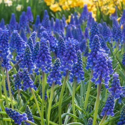National Plant Network Muscari Armeniacum Bulbs (100-Pack)