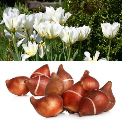 National Plant Network Tulip Exotic Emperor Bulbs (10-Pack)