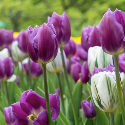 Image showing  Tulip Color Blend Mix Bulbs (100-Pack)