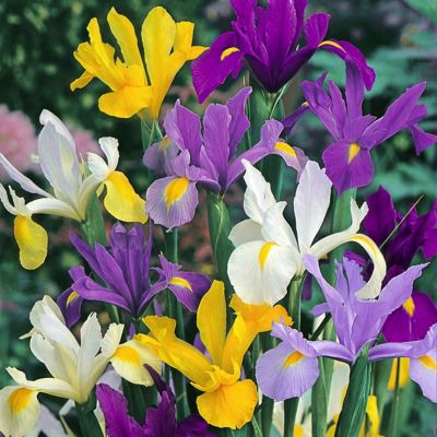 Image showing  Iris Dutch Mixed Bulbs (25-Pack)