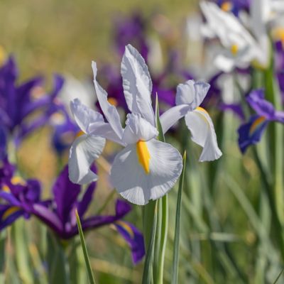 Image showing  Iris Dutch Mixed Bulbs (25-Pack)