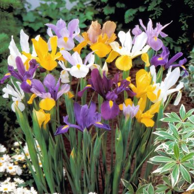 Image showing  Iris Dutch Mixed Bulbs (25-Pack)