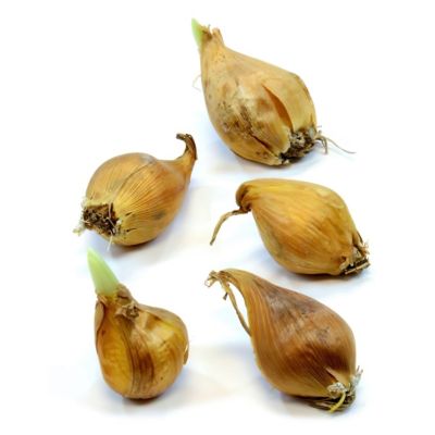 Image showing  Iris Dutch Mixed Bulbs (25-Pack)