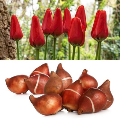 National Plant Network Tulip Lucky One Bulbs (50-Pack)