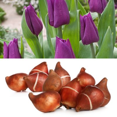 National Plant Network Tulip Laptop Bulbs (50-Pack)
