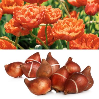 National Plant Network Tulip Caracas Bulbs (10-Pack)