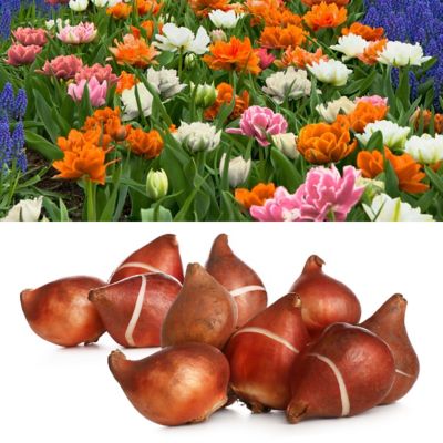 National Plant Network Tulip Double Trouble Mix Bulbs (100-Pack)