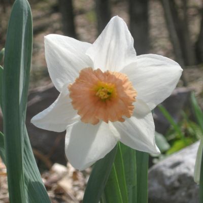 Image showing  Daffodil Pink Charm Bulbs (100-Pack)