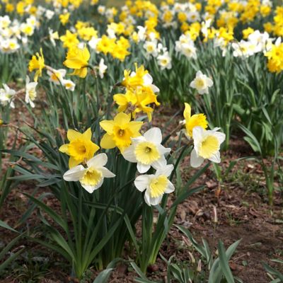 Image showing  Daffodil Mixed Bulbs, 20 pk.
