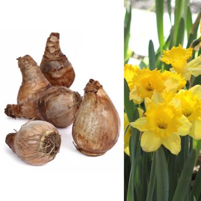 National Plant Network Daffodil Dutch Master Bulbs (50-Pack)