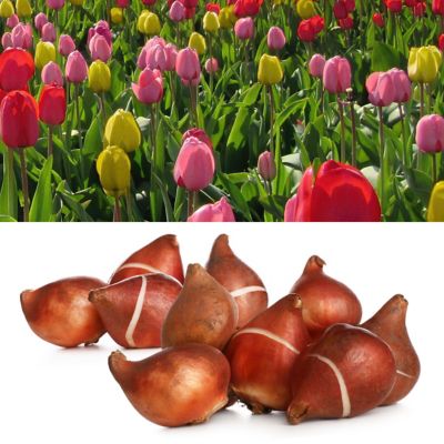National Plant Network Tulip Grande Mix Bulbs (50-Pack)