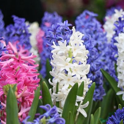 Image showing  Hyacinth Mixed Bulbs (5-Pack)