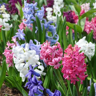 Image showing  Hyacinth Mixed Bulbs (5-Pack)