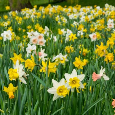Image showing  Daffodil Mixed Bulbs (10-Pack)