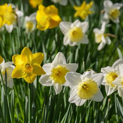 Image showing  Daffodil Mixed Bulbs (10-Pack)