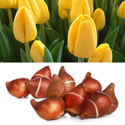 National Plant Network Tulip NoviSun Bulbs (100-Pack)