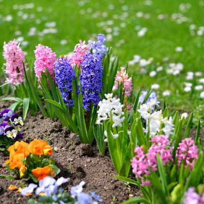 Image showing  Hyacinth Mixed Bulbs (20-Pack)