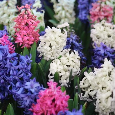 Image showing  Hyacinth Mixed Bulbs (20-Pack)