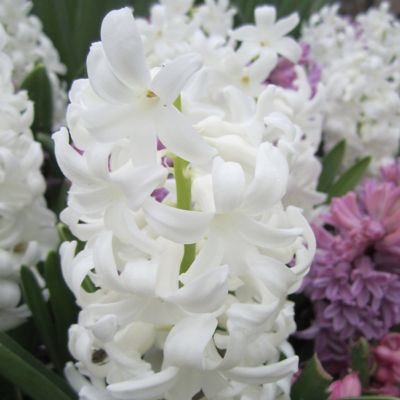 Image showing  Hyacinth Aiolos Bulbs (5-Pack)