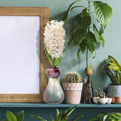 Image showing  Hyacinth Aiolos Bulbs (5-Pack)