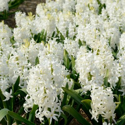 Image showing  Hyacinth Aiolos Bulbs (5-Pack)