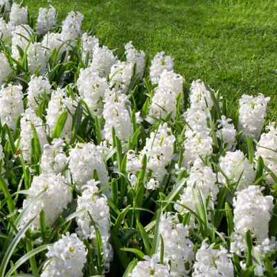 Image showing  Hyacinth Aiolos Bulbs (5-Pack)