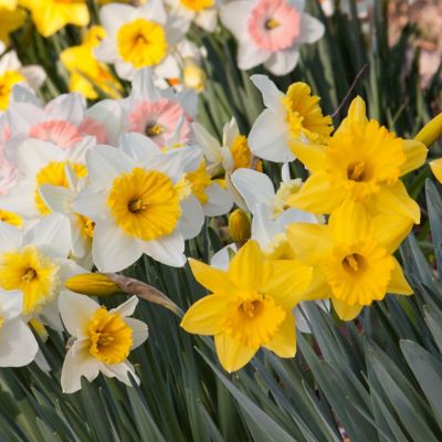 Image showing  Daffodil Mixed Bulbs (100-Pack)
