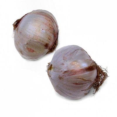 National Plant Network Allium Globemaster Bulbs (2-Pack)