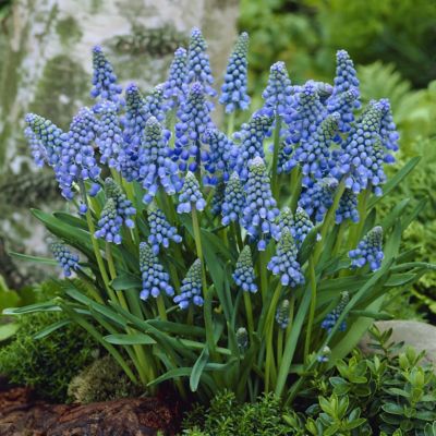 Image showing  Muscari Armeniacum Bulbs (20-Pack)
