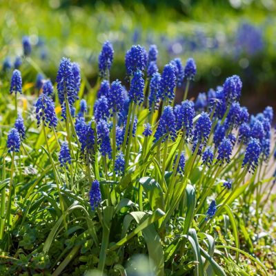 Image showing  Muscari Armeniacum Bulbs (20-Pack)