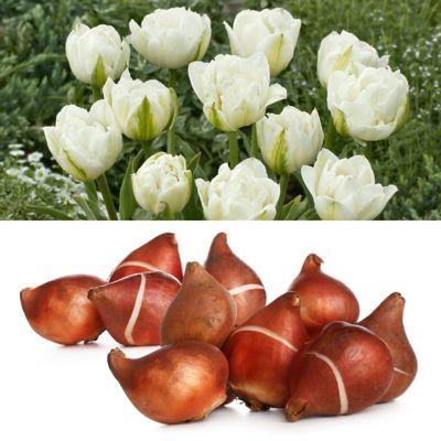 National Plant Network Tulip Mt. Tacoma Bulbs (50-Pack)