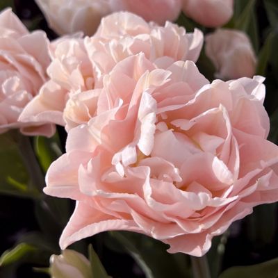 Image showing  Tulip Dreamer Bulbs (20-Pack)