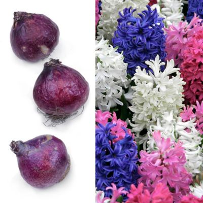 National Plant Network Hyacinth Mixed Bulbs (10-Pack)