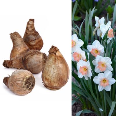 National Plant Network Daffodil Pink Charm Bulbs (10-Pack)